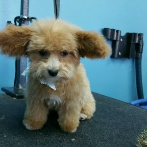 Meet your Posher, Allana